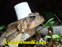 /home//u458753944/public_html/sourcegallery///Roxborough Toad Detour/2013-2019/2016/2016-04-26/P4260226.JPG
